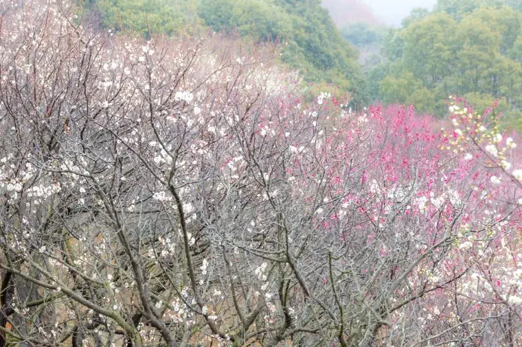 ForYou結婚サポート倶楽部「🌺2月の婚活サポート実績のご報告🌺」- 2