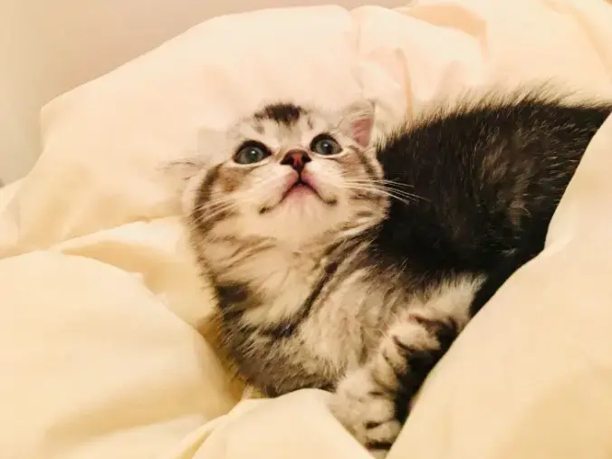 シャトン・マリッジパートナーズ「子猫と宝石と婚活のお話」- 2