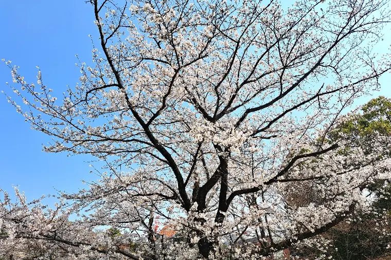 №1689　3月は3人ご成婚3人ご入会でした