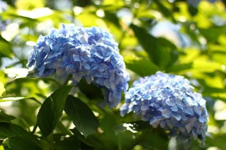 鎌倉のあじさい