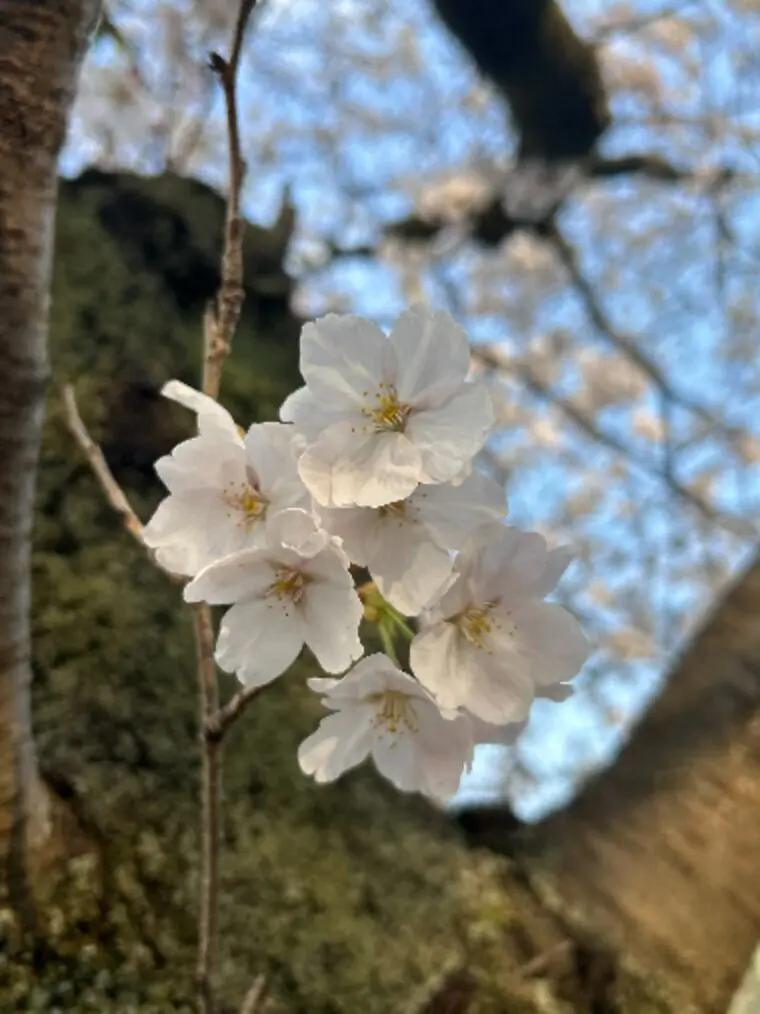 30代後半女性🌸春に婚活を始める理由