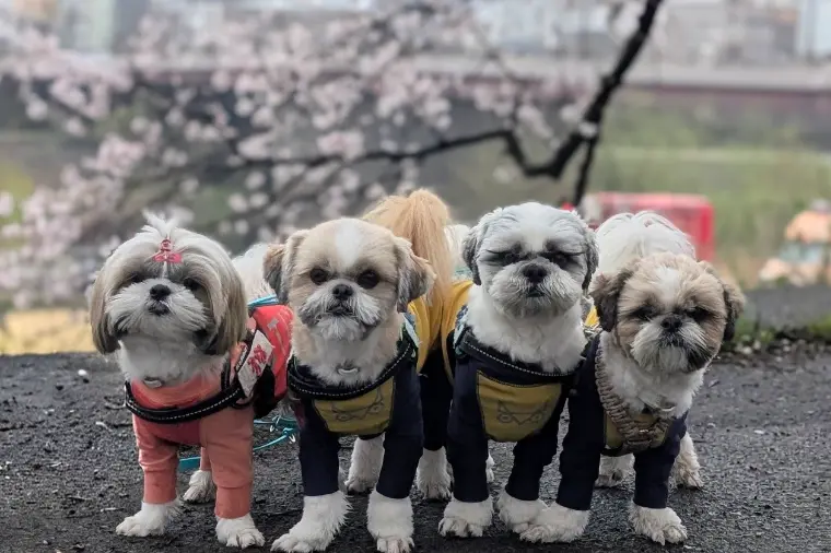 桜は今が見頃ですね🌸