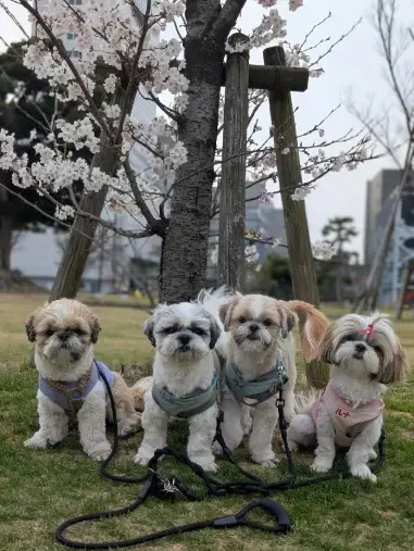 モハラマリッジ「桜は今が見頃ですね🌸」- 2
