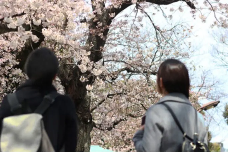 お花見デート、どうですか？
