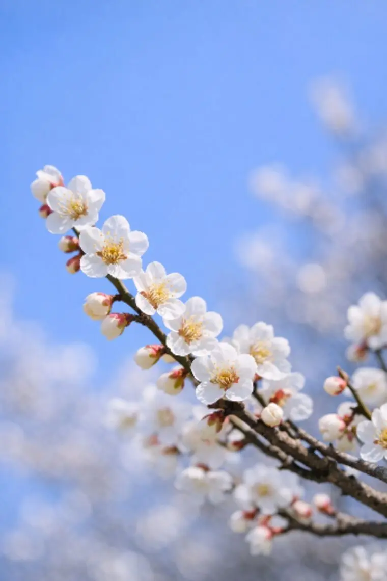 【新年度スタート】半年以内の成婚を目指すために大切なこと