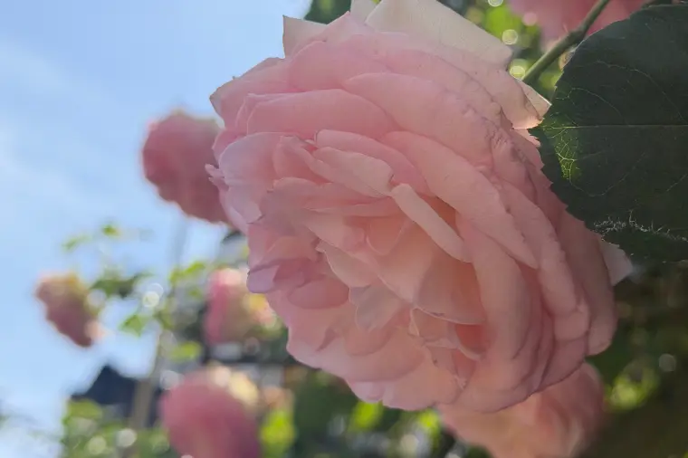 就職したら、結婚するのが嫌な人の気持ちがわかった話