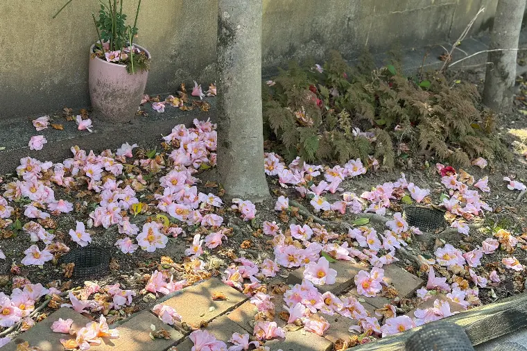 この写真を見て、どう思いますか？