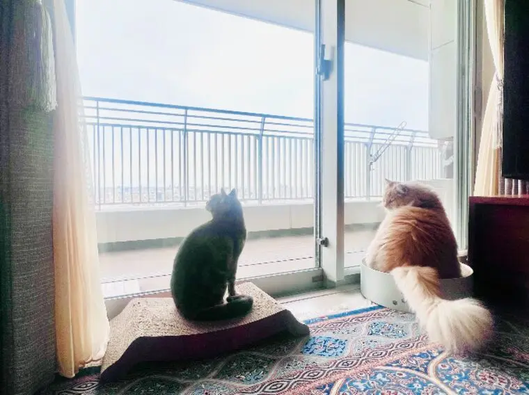 結婚生活をイメージするヒント🐾「家族」としてのペット