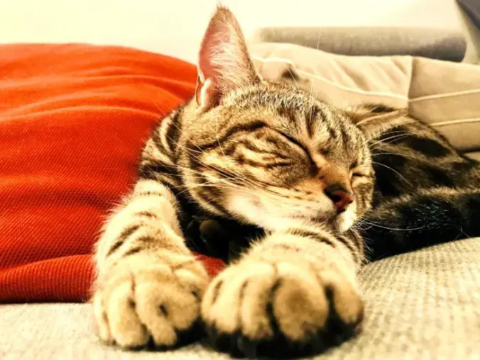 シャトン・マリッジパートナーズ「結婚生活をイメージするヒント🐾「家族」としてのペット」- 2