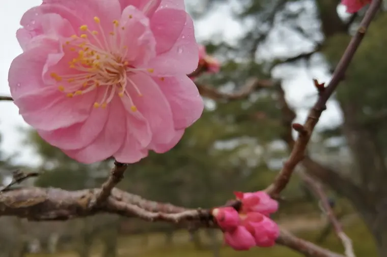初デートはカフェよりも花見がいい！理由５選