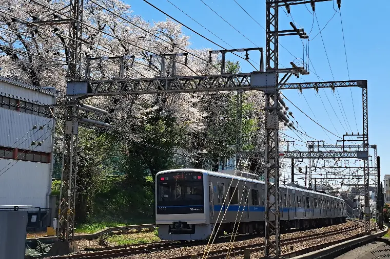 №1694　桜を撮ったら自己PRに掲載しましょう