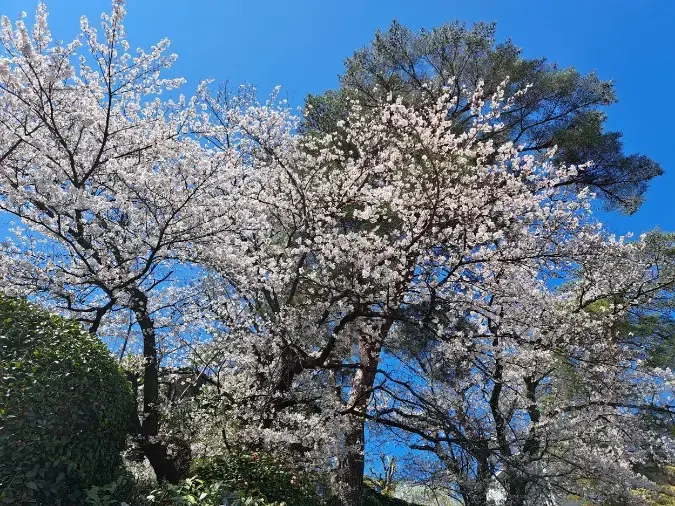 良縁コンシェルジュ町田「№1694　桜を撮ったら自己PRに掲載しましょう」- 2