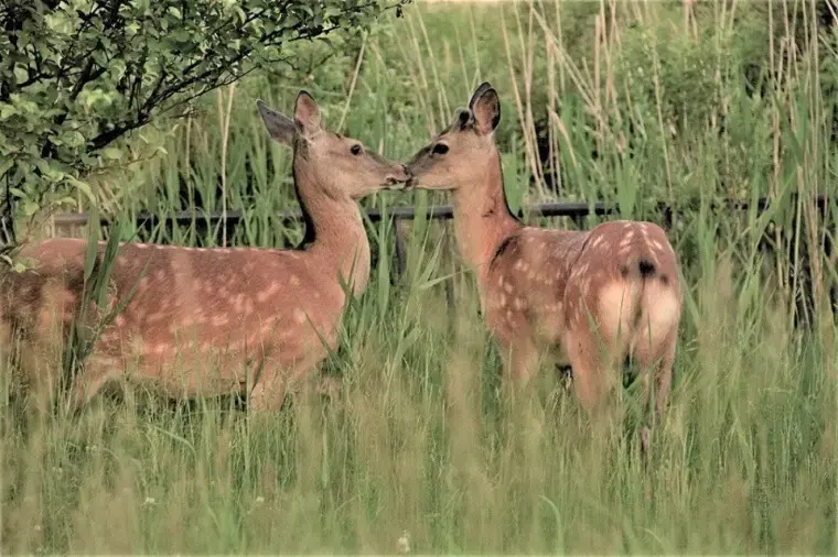 ブランシュール東海「結婚する？結婚しない？そのメリットとデメリットとは」- 2