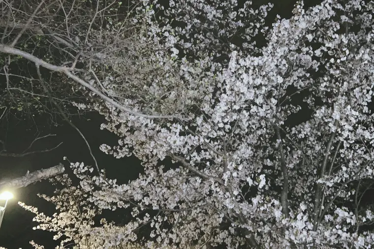 お花見はされましたか？私は夜桜を見て来ました