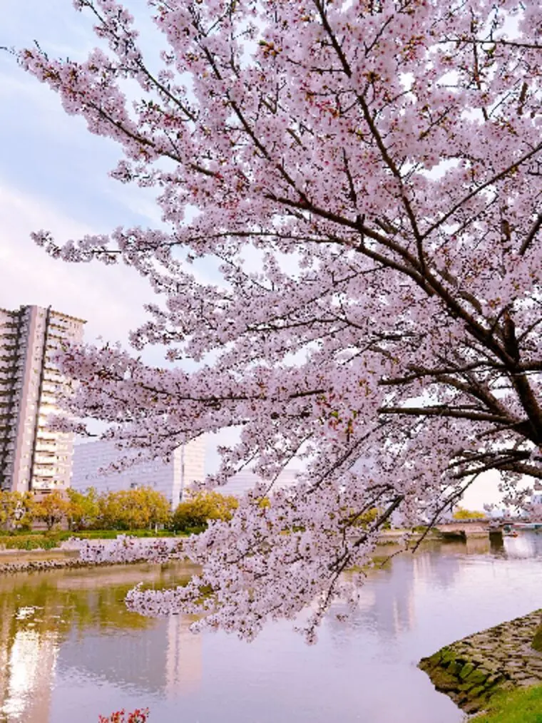 頑張って咲いている桜！昨日の桜です