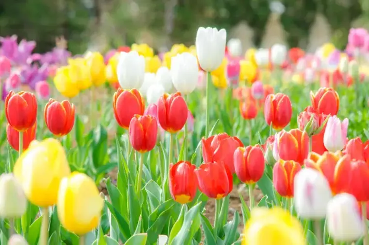 Sweetsmarry（スィーツマリー）相談所「婚活アプリに疲れた方へ｜30代からでも間に合う婚活」- 4