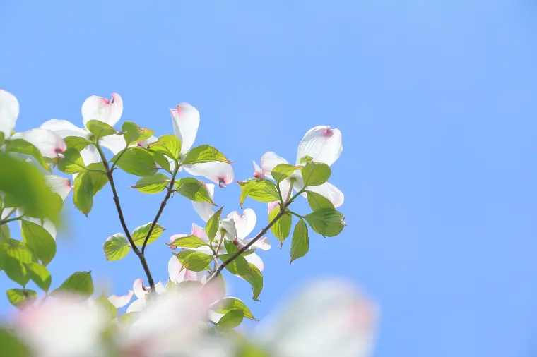  岡山で婚活を始めたい方へ。春が好機