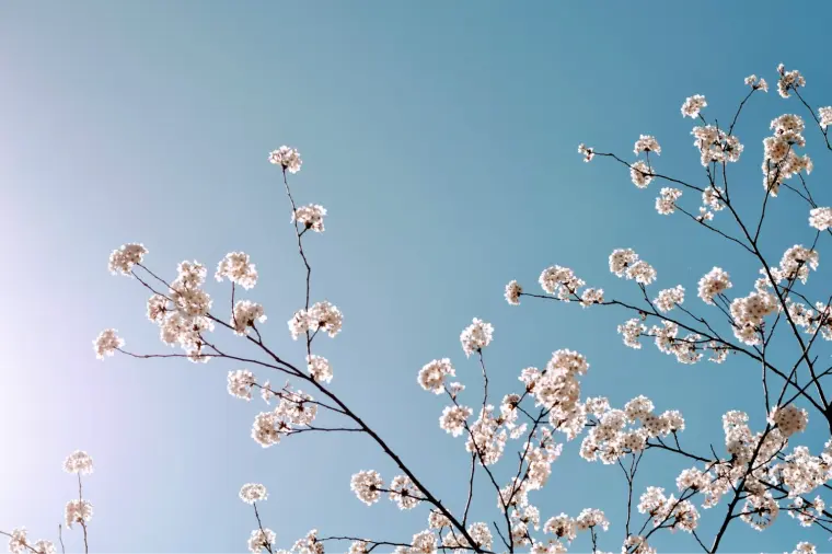 東大阪で35歳まで女性の婚活