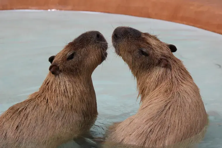 ブランシュール東海「上手く行く仮交際の進め方とは」- 2