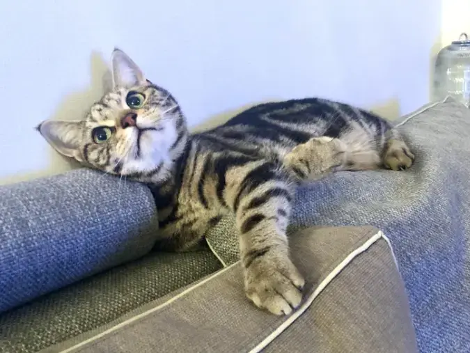 シャトン・マリッジパートナーズ「4ヶ月で成婚した40代後半女性が見直したこと」- 2