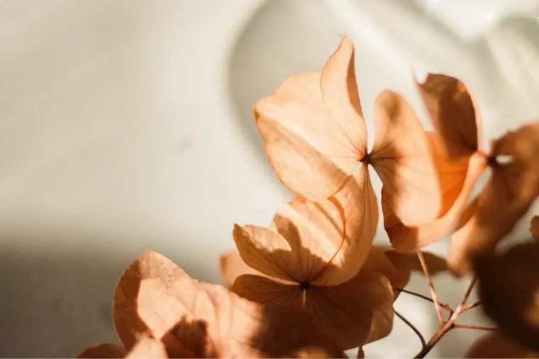 結婚相談所の料金って高い？Scenaの考え方