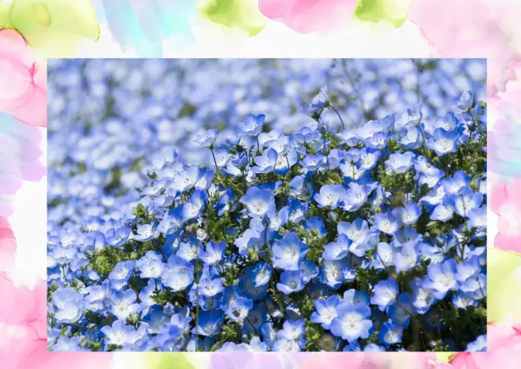 🌸桜が終わったら何を見にいきましょうか