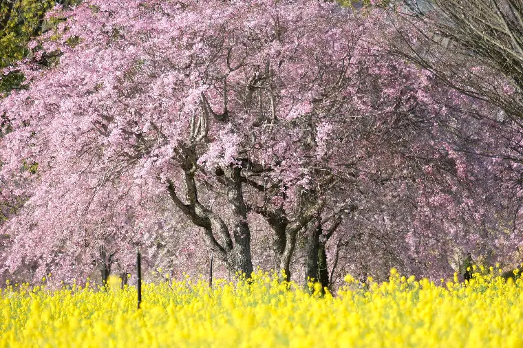 🌸3月の婚活サポート実績のご報告🌸