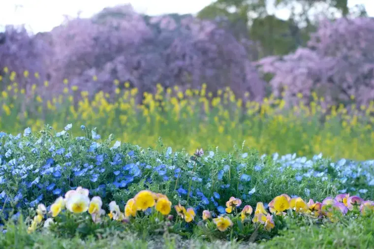 ForYou結婚サポート倶楽部「🌸3月の婚活サポート実績のご報告🌸」- 2