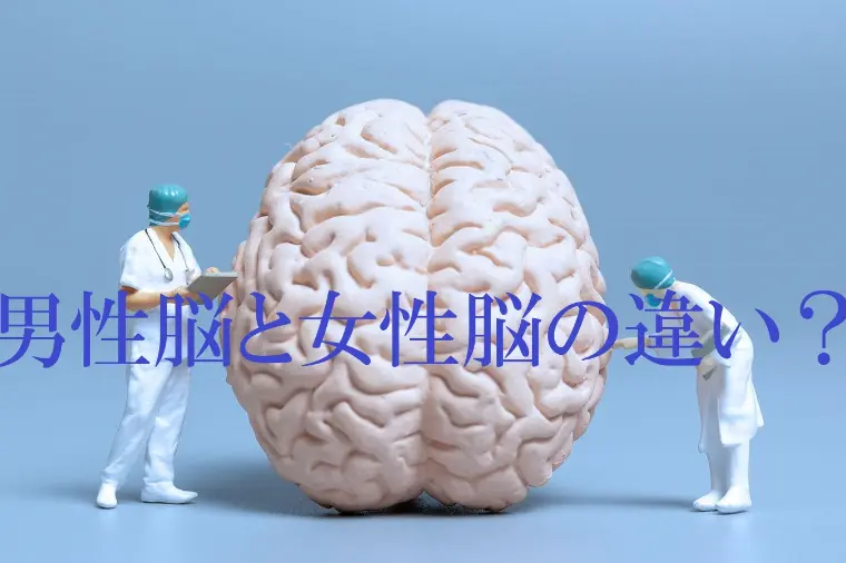 男性脳と女性脳の違いを知る