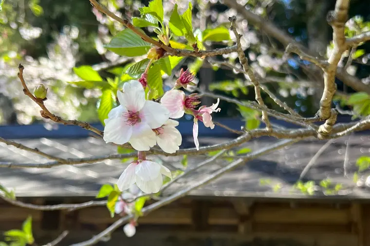 大切な力のひとつ。