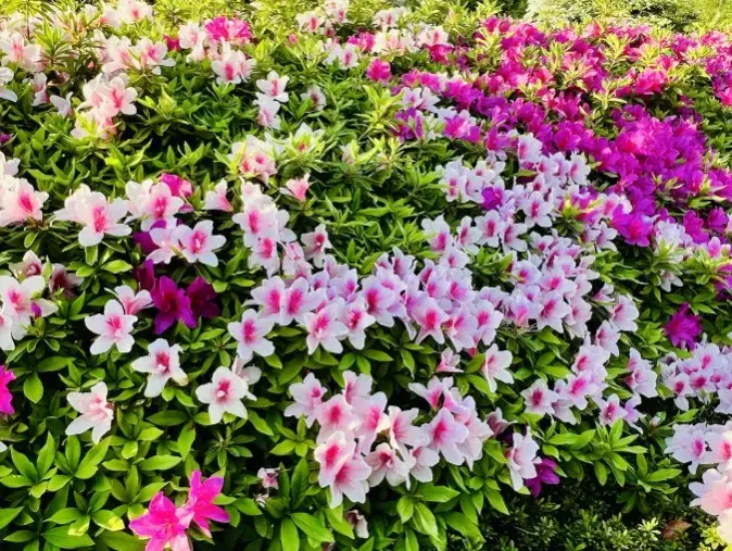 シャトン・マリッジパートナーズ「カウンセラーの再婚体験記《後編・40代のあたたかい再婚》」- 3