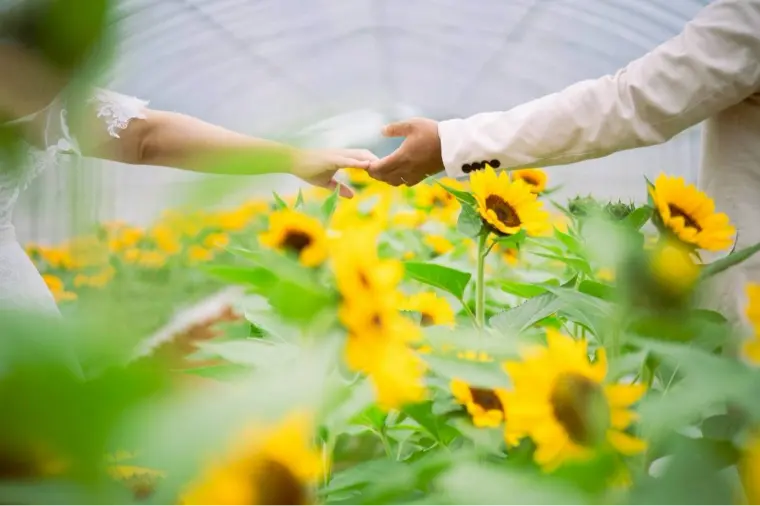 種から育てた向日葵🌻宮古島で誓う一生の愛