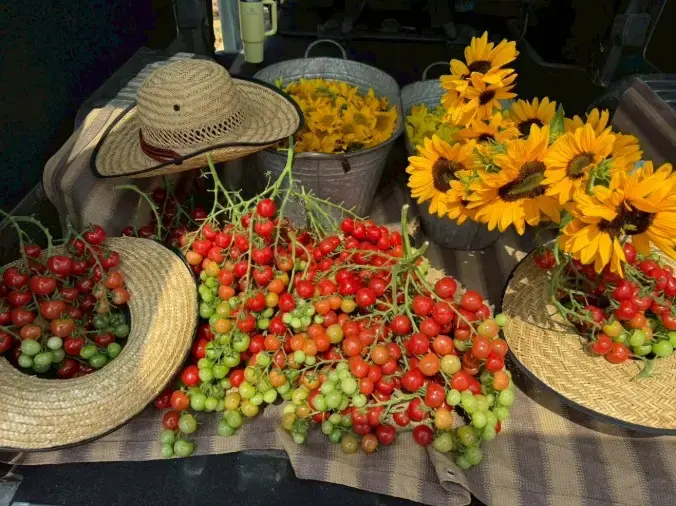 MAASA結婚相談所「種から育てた向日葵🌻宮古島で誓う一生の愛」- 2