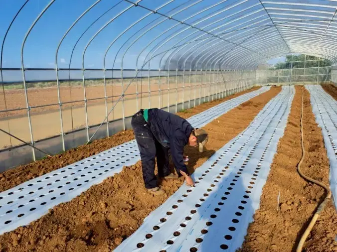 MAASA結婚相談所「種から育てた向日葵🌻宮古島で誓う一生の愛」- 3