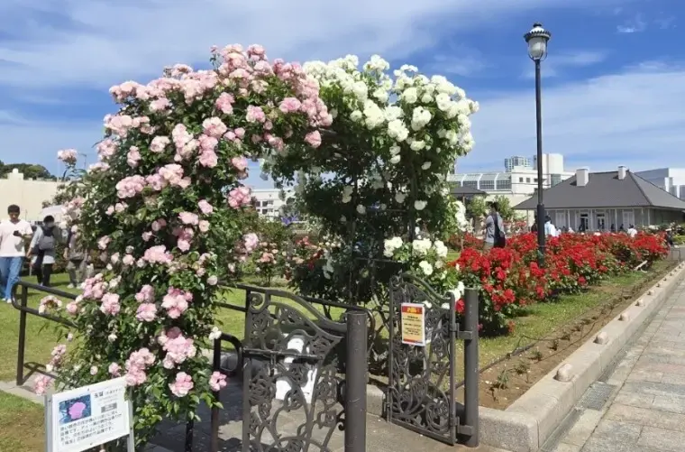 Pacific Bridal「咲く時期は、人それぞれ～婚活と薔薇に共通することとは？」- 3