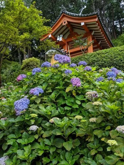 婚活サロンhana京都宇治「三室戸寺の紫陽花」-2