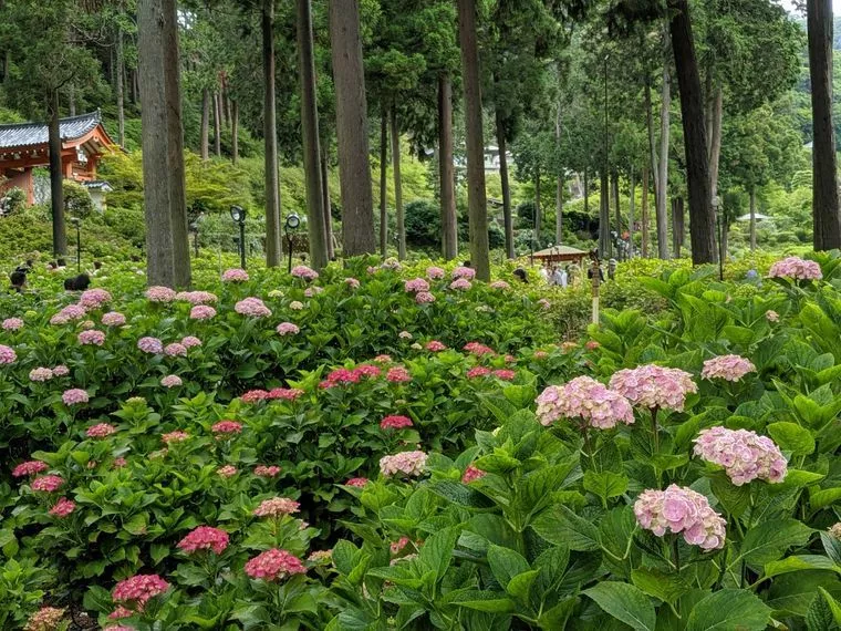 三室戸寺の紫陽花