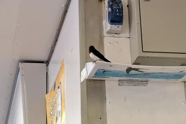 №1746　ツバメが子育て中！