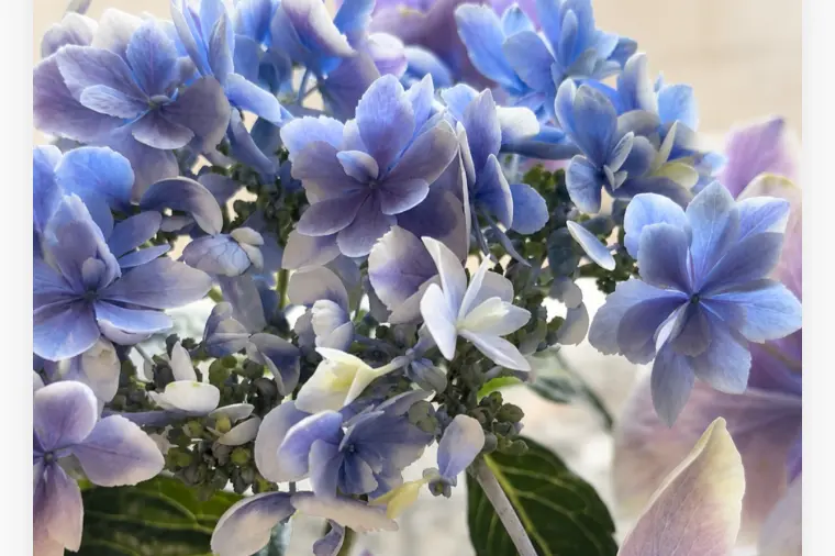 【仙台 結婚】紫陽花のように少しずつ育つご縁