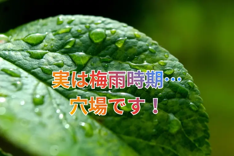 婚活を始めるなら"梅雨時期"が穴場な理由