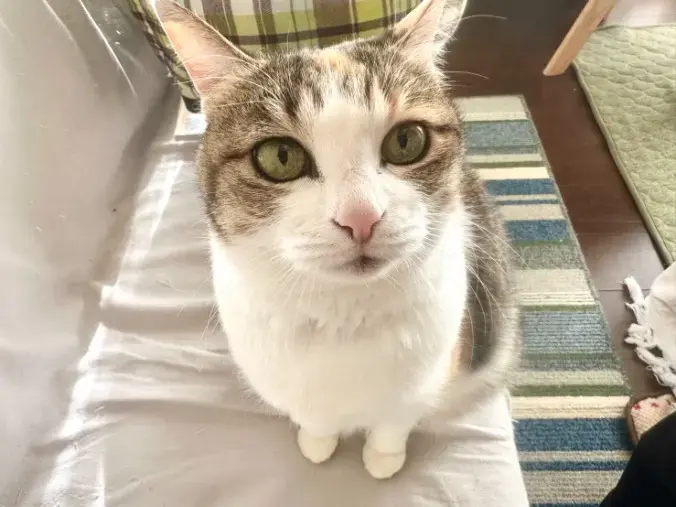 結婚相にゃん所ねここん「ヤフーニュースに掲載！【猫好きをつなげる結婚相にゃん所】」- 2