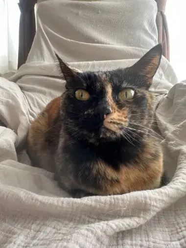 結婚相にゃん所ねここん「ヤフーニュースに掲載！【猫好きをつなげる結婚相にゃん所】」- 3