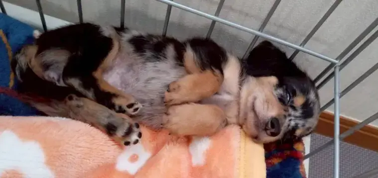 Parcae婚活教習所「愛犬の成長から感じた婚活との共通点」- 5