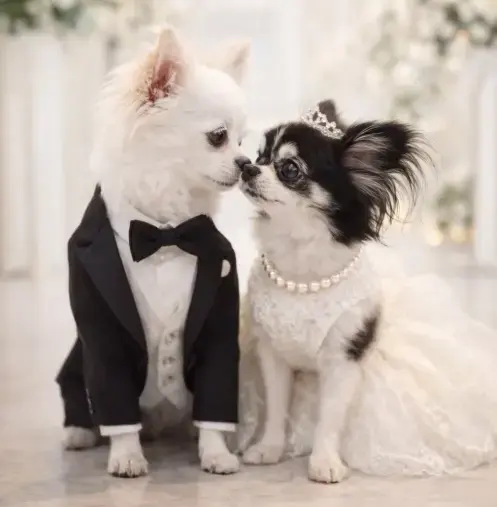 Parcae婚活教習所「犬好き専門『くる婚活』を始めた理由」- 5