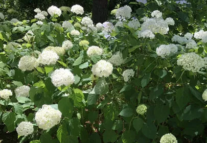ブランセル「紫陽花あじさいデートでシーパラダイス」-2