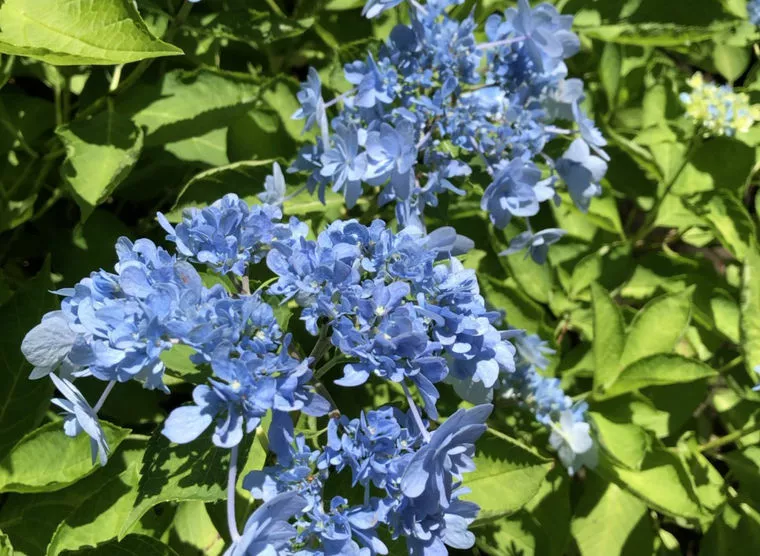紫陽花あじさいデートでシーパラダイス