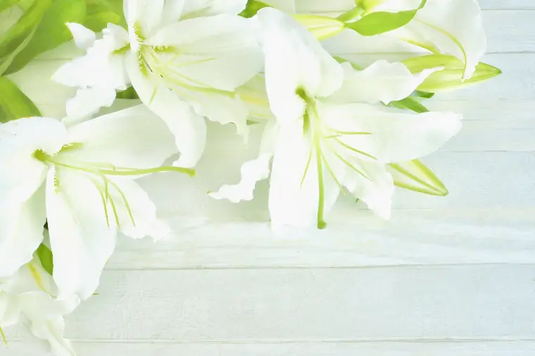 6月の花嫁はなぜ幸せ？