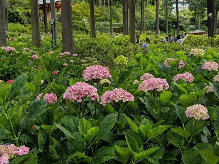 夏のバーゲンに行きましたか？