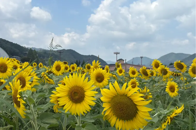 夏の初デート
