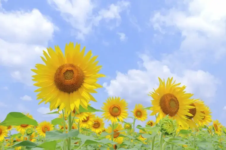 egao結婚相談所「夏のデートに求められる気遣いとは？」- 2